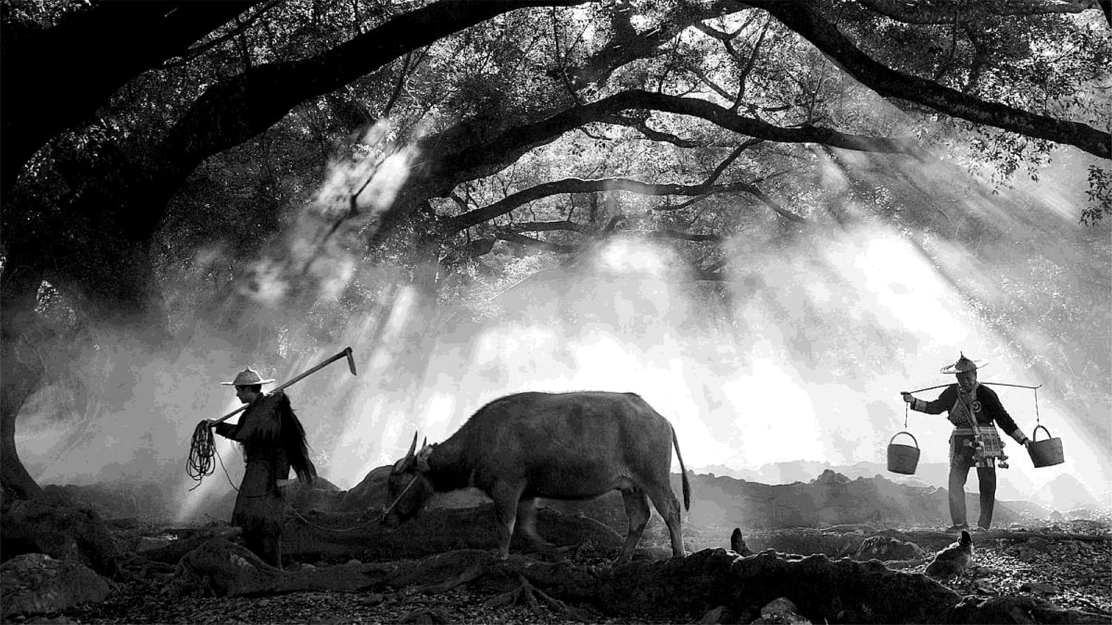 A Hunan farmer plowing the terraced fields with a water buffalo under sun-dappled trees